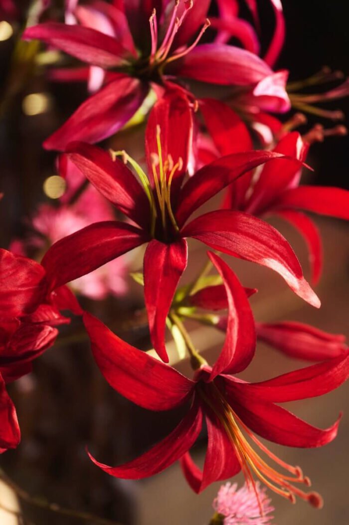 glamorous amaryllis 1