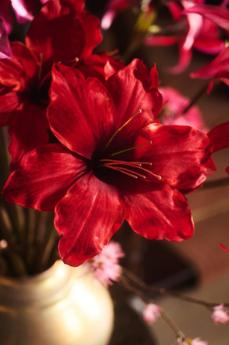 glamorous amaryllis 2