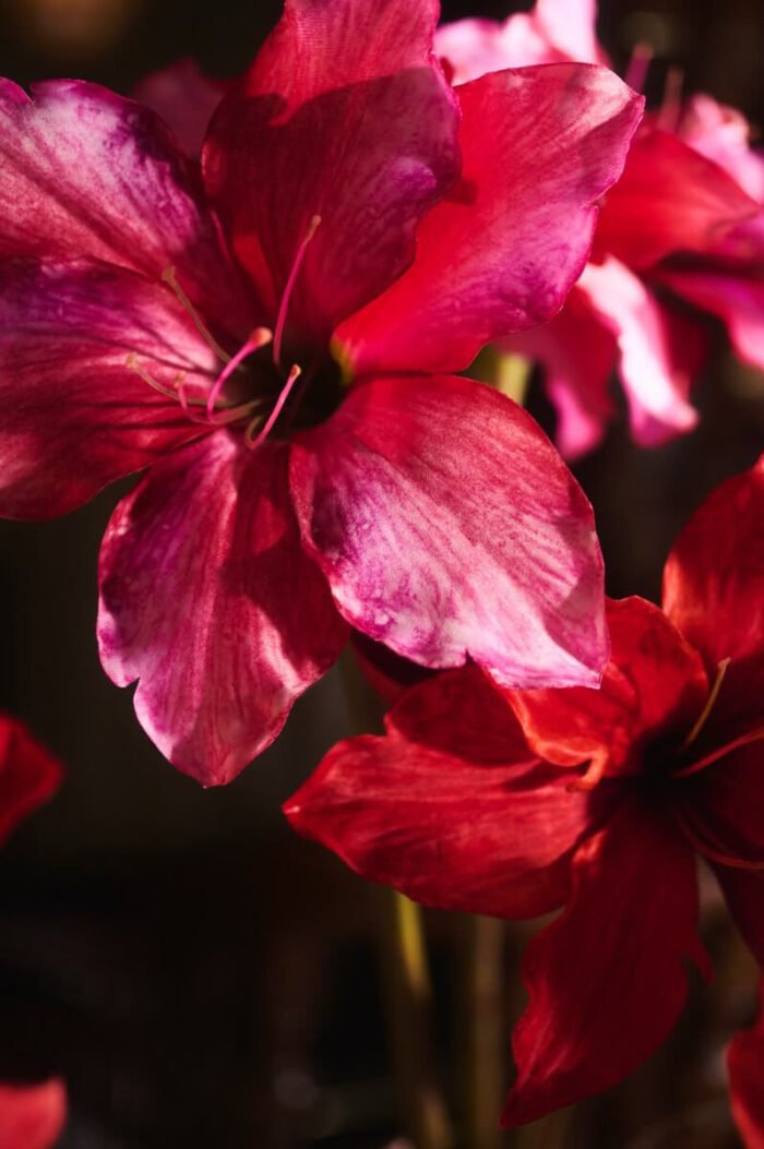 glamorous amaryllis