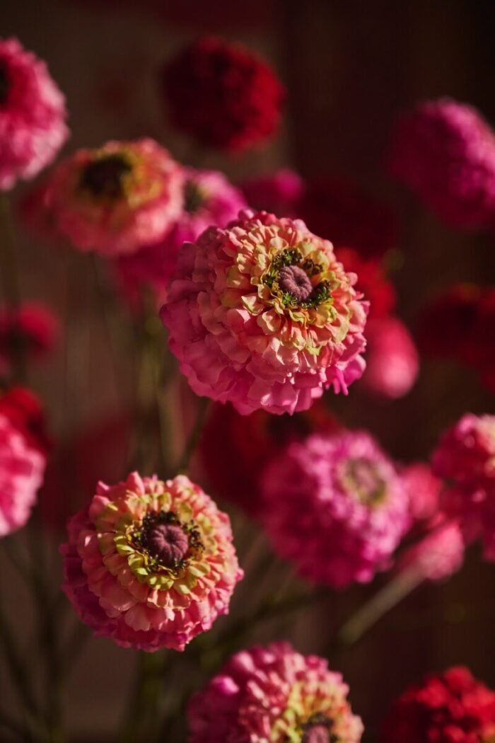 marvelous zinnias 1