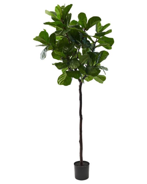 ficus-2