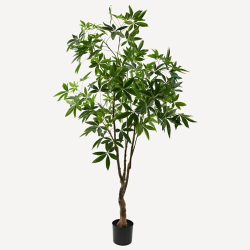 pachira-210cm