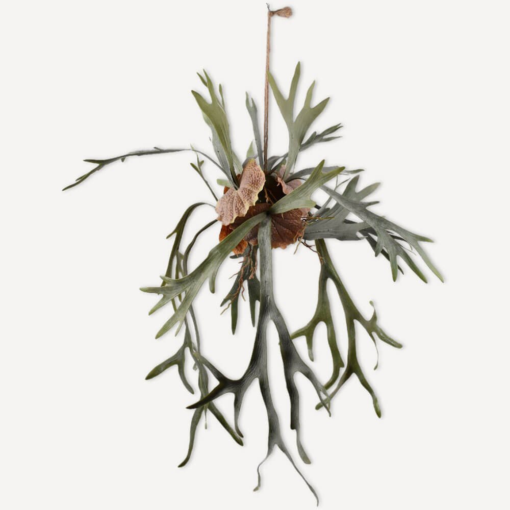 szarvasagancs-pafrany