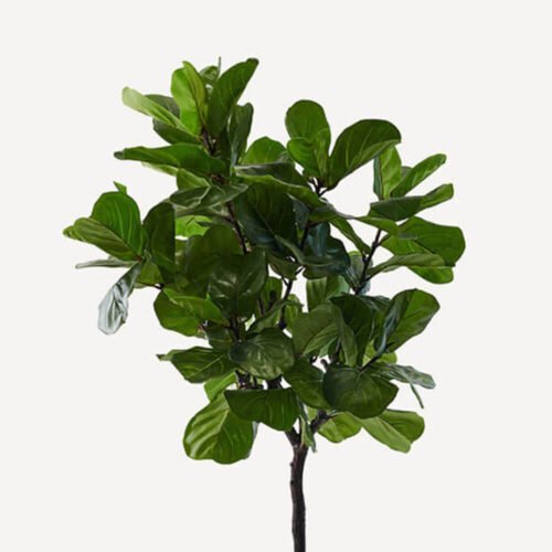 ficus-210cm kozeli