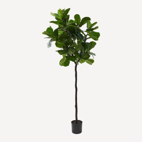 ficus-210cm