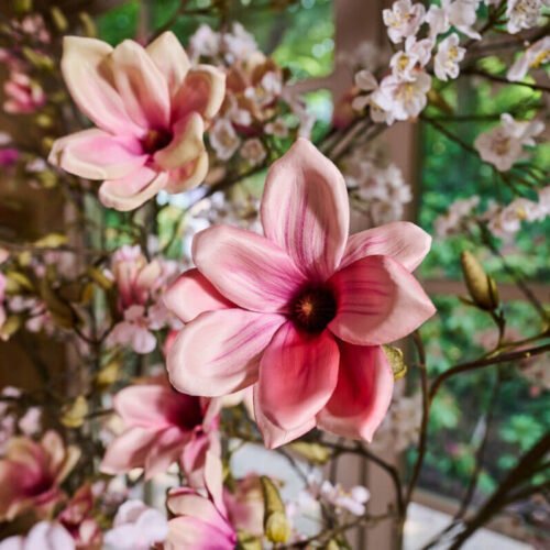 magnoliak-2