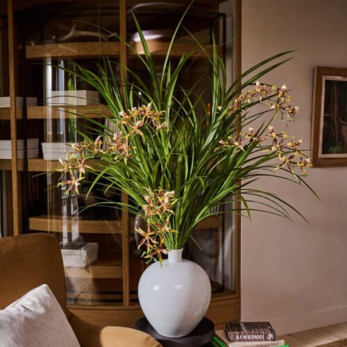 orchidea