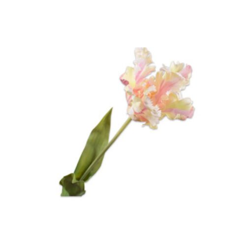 tulip-74