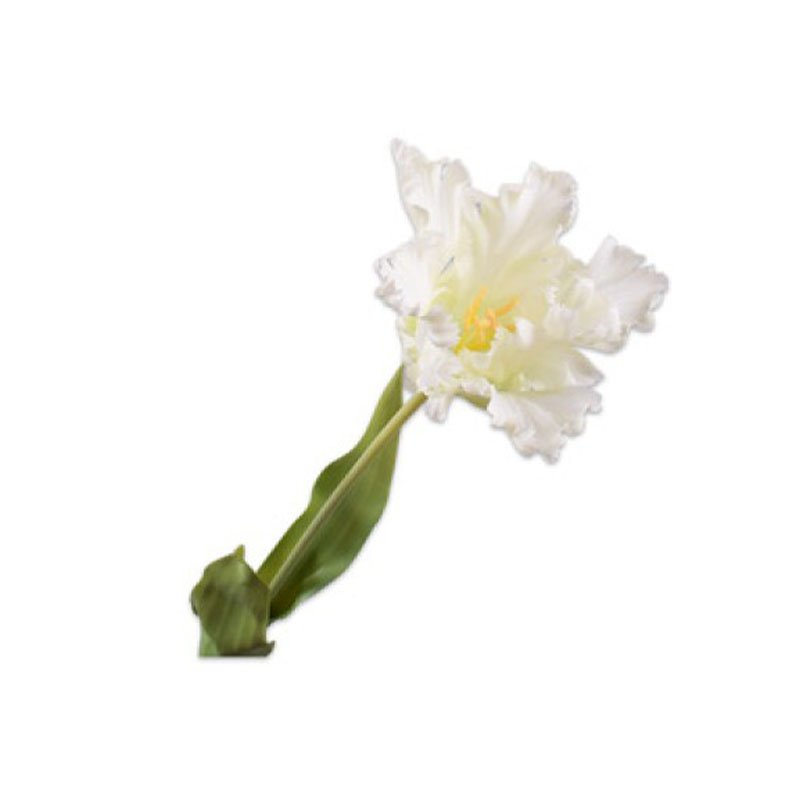 tulipan-feher-74-cm